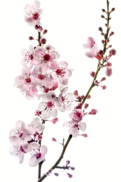 Cherry Blossom Flowers Tattoo Design